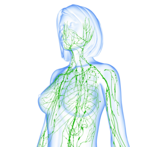 eine druchsichtige blaue Frauenfigur, in der in Grün die Lymphbahnen zu sehen sind - die Sie bei o.t.n behandeln lassen können
