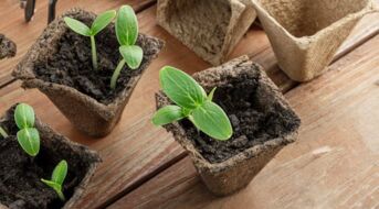 Setzlinge mit leeren Töpfchen