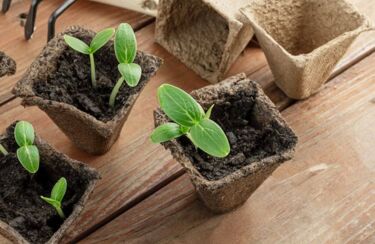 Setzlinge mit leeren Töpfchen